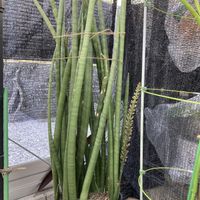 サンスベリア キリンドリカ,サンスベリア属の画像