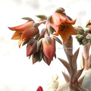 ローラ,ローラ(ベンケイソウ科/エケベリア属),多肉植物,エケベリア属,花芽の画像