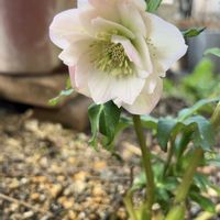 クリスマスローズ,ストレリチア,ウスベニヒゴ,クリスマスローズ ステルニー スーパーシルバーの画像