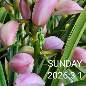 パンジー・ビオラ,プリムラマラコイデス,ハンギングバスケット,マーガレット☆,シンビジウム☆の画像