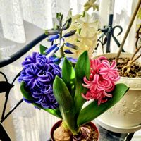 ヒアシンス,クモマグサ,クモマグサ,芽出し球根ヒアシンス,芽出し球根ヒアシンスの画像