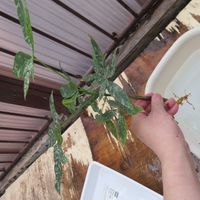 パキラ・ミルキーウェイ実生,観葉植物,インテリアグリーン,珍奇植物,冬対策の画像