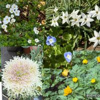 ハナニラ,ハナニラ,オオイヌノフグリ,オオイヌノフグリ,サクラの画像