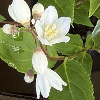 ヒメウツギ,鉢植え,iPhone撮影,ユキノシタ科の画像