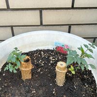 皇帝ダリア,ベンガレンシス,メタセコイヤ,メタセコイヤ,いらっしゃいませ！の画像