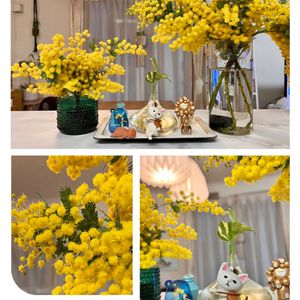 ミモザ,ミモザ,花瓶,今日の一枚,春到来！の画像