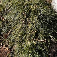 タマリュウ,移植の画像