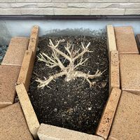 ランタナ,花のある暮らし,小さな庭の画像