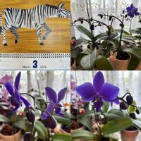 アグラオネマ,胡蝶蘭,リプサリス,ピンクパラダイス,ファレノプシス シレリアナの画像