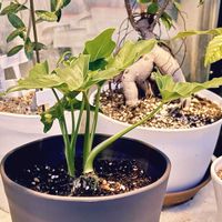 フィロデンドロン・セローム,セローム,植え替え,成長記録,成長中の画像