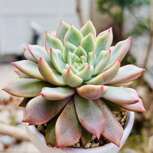 エコー,多肉植物,子株,鉢植え,エケベリア属の画像