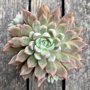 エコー,多肉植物,子株,鉢植え,エケベリア属の画像