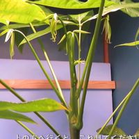 観葉植物,インテリアグリーン,珍奇植物,風水,育て方の画像