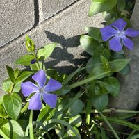 ツルニチニチソウの画像