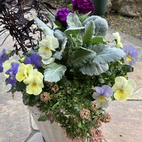 アリッサム,キンギョソウ,シロタエギク,ストック,ビオラの画像