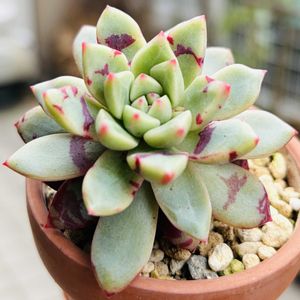 ブラッドスワロー,多肉植物,子株,鉢植え,エケベリア属の画像