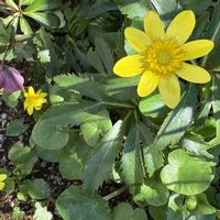 リュウキンカ,小さな庭の画像