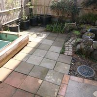 セキショウ,黄金セキショウ,ビオトープ,おうち園芸,プラ池ビオトープの画像