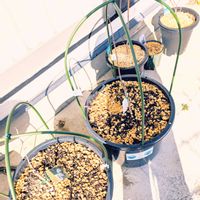 ブルーベリー,ポポー,鉢植え,果樹,プランターの画像