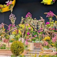 カトレア,カトレア,コチョウラン,コチョウラン,コチョウランの画像