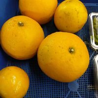 グレープフルーツ,果物,山野草,収穫,道の駅の画像