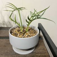 フィロデンドロン,フィロデンドロン・トータム,観葉植物,植え替え,ジャングル化計画の画像