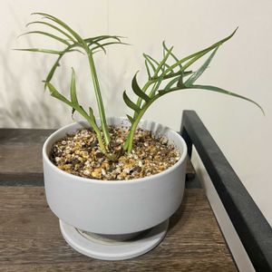 フィロデンドロン,フィロデンドロン・トータム,観葉植物,植え替え,ジャングル化計画の画像