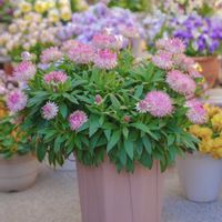 ヘリクリサム,サントリーフラワーズ,コロロジャンボ,コロロジャンボ ピンクグラデーションの画像