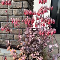 胡蝶の舞,多肉植物の画像