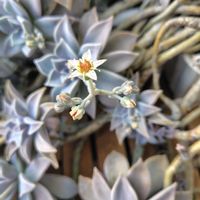 ヒアシンス,フリージア,ラベンダー,ローズマリー,朧月の画像