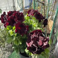 ペラルゴニウム,ペラルゴニウム,ペラルゴニウム・アリストシリーズ　『ブラックベルベット』,ペラルゴニウム　ブラックベルベット,葉っぱのある暮らしの画像