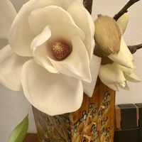 モクレン,カワヅザクラ,花散歩,青空,癒しの時間の画像