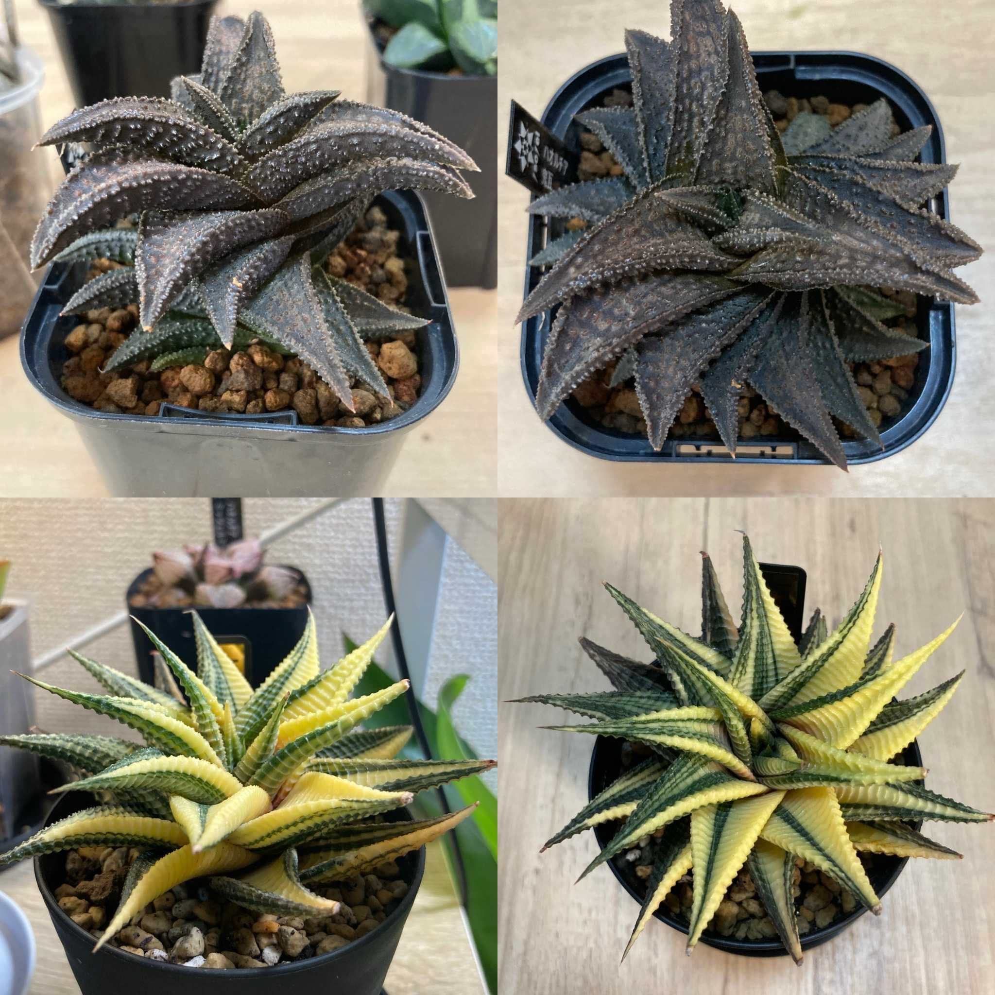 ハオルチアの投稿画像 by けいこさん｜玉扇と万象と植物のある暮らしと