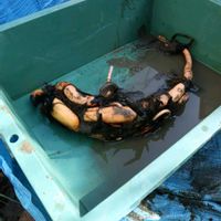 ハス,植え替え,ビオトープ,ハスの花が咲く庭のビオトープ,2026ビオトープ@きっぺぇの画像