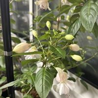 フクシア,フクシア プーニーの画像