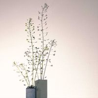 なずな(ぺんぺん草),一輪挿し,花瓶,山野草,花のある暮らしの画像