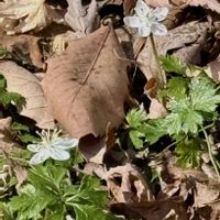 マンサク,ミズバショウ,セリバオーレン,バイカオーレン!,ウォーキングの画像