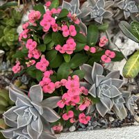 ハナキリン,多肉植物,花散歩,大好き♡︎ʾʾ,大好きなお花の画像