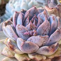 ナンバーワン,多肉植物,エケベリア属,多肉植物の花,多肉植物の紅葉の画像