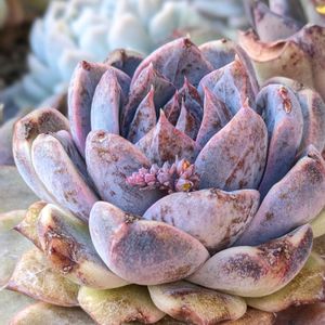 ナンバーワン,多肉植物,エケベリア属,多肉植物の花,多肉植物の紅葉の画像