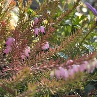 カルーナ,花のある暮らしの画像