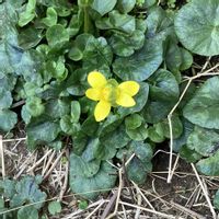 ハナミズキ,ビオラ,姫リュウキンカ,種から,外出先の画像