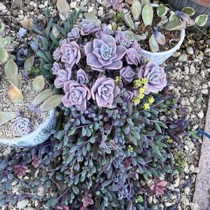 タイトゴメ,姫秋麗,姫秀麗,多肉植物 寄せ植え,多肉植物いろいろの画像