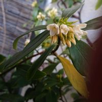 クローバー,コスモス,ツルニチニチソウ,モッコウバラ,ラナンキュラスの画像