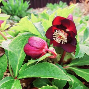 ヘレボルスの画像