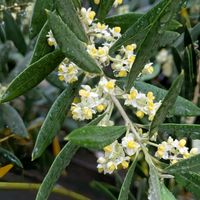 オリーブ,ツバキ,モッコウバラ,ハクモクレン,雀のお宿♡の画像