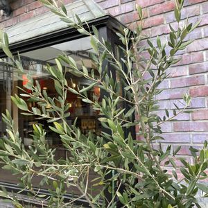 オリーブ,オリーブ,レンガ,今日のお花の画像