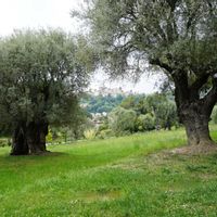 オリーブ,ヤシの木,オーギュスト・ルノワール,果実,ビーチの画像