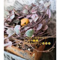 ハートカズラ斑入り《レディハート》,多肉植物,雑貨,꒰ღ˘◡˘ற꒱かわゅ~,花のある暮らしの画像