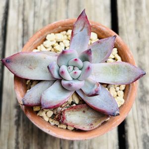 コロラータ タパルパ,多肉植物,子株,鉢植え,エケベリア属の画像